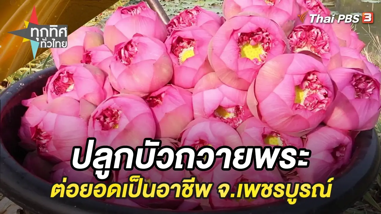 ปลูกบัวถวายพระต่อยอดเป็นอาชีพ จ.เพชรบูรณ์