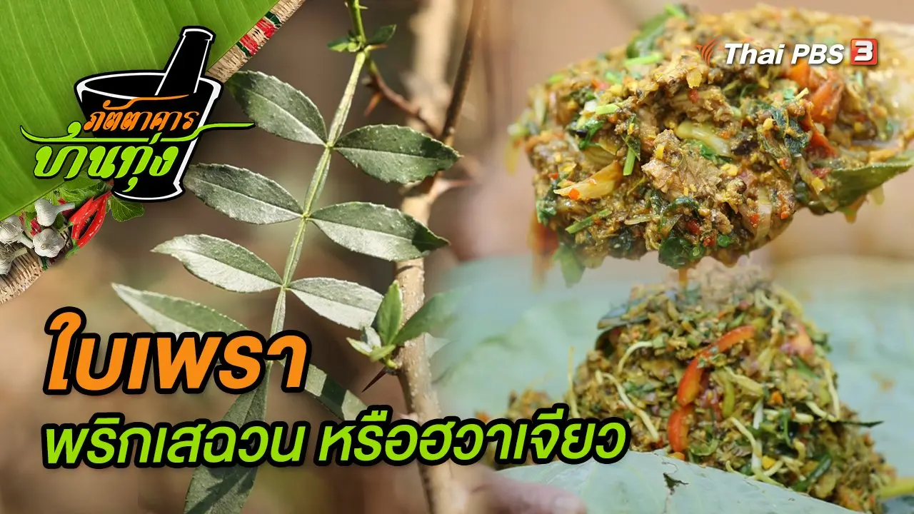 ใบเพรา