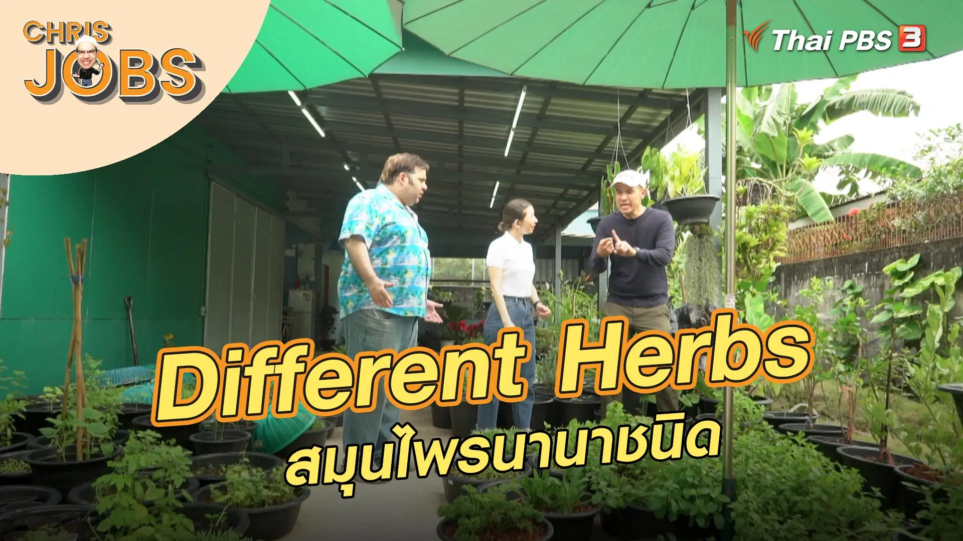 Different Herbs