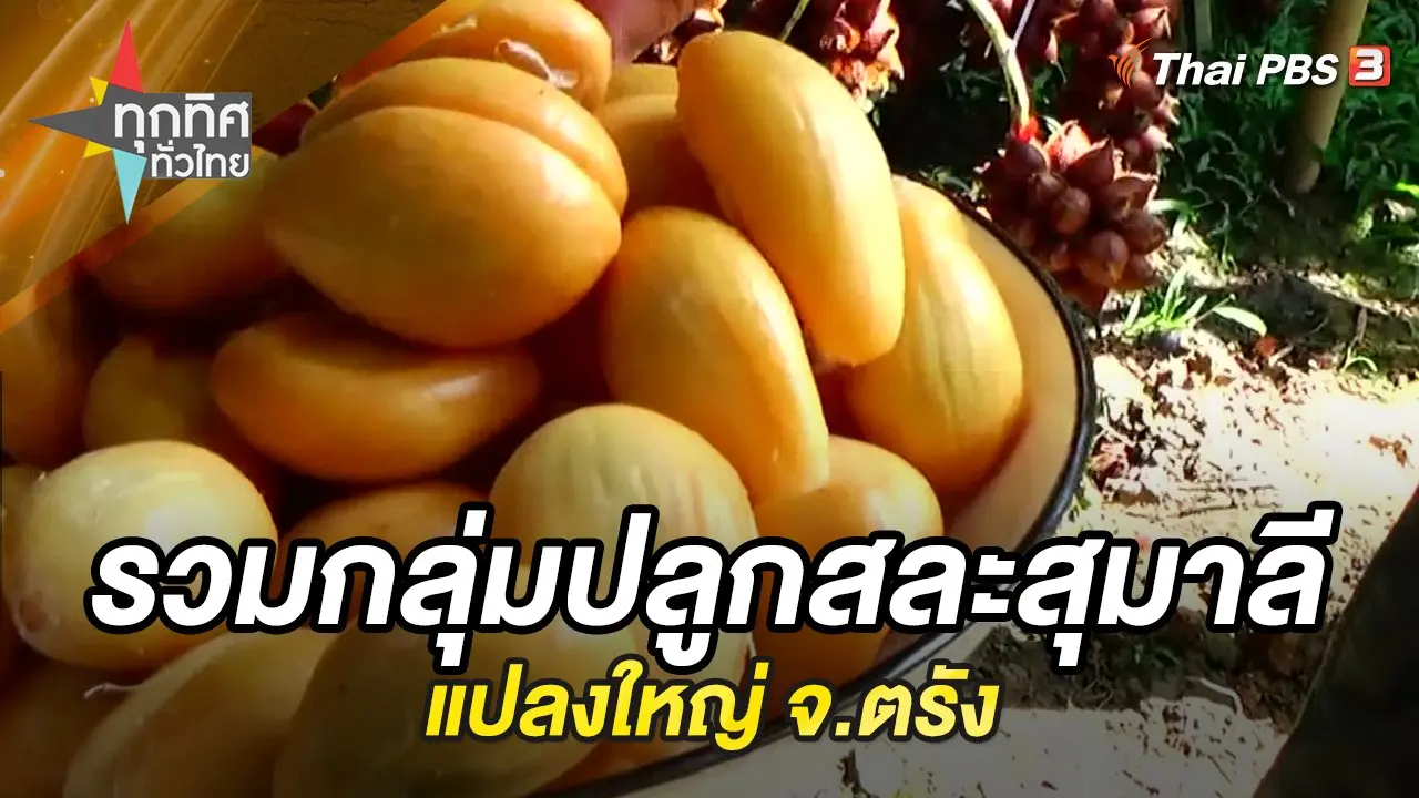 รวมกลุ่มปลูกสละสุมาลีแปลงใหญ่ จ.ตรัง