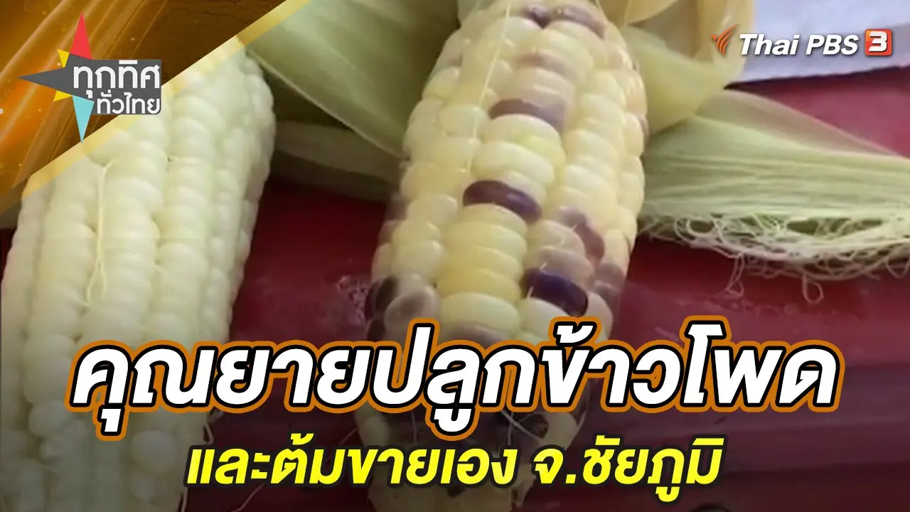 คุณยายปลูกข้าวโพดและต้มขายเอง จ.ชัยภูมิ