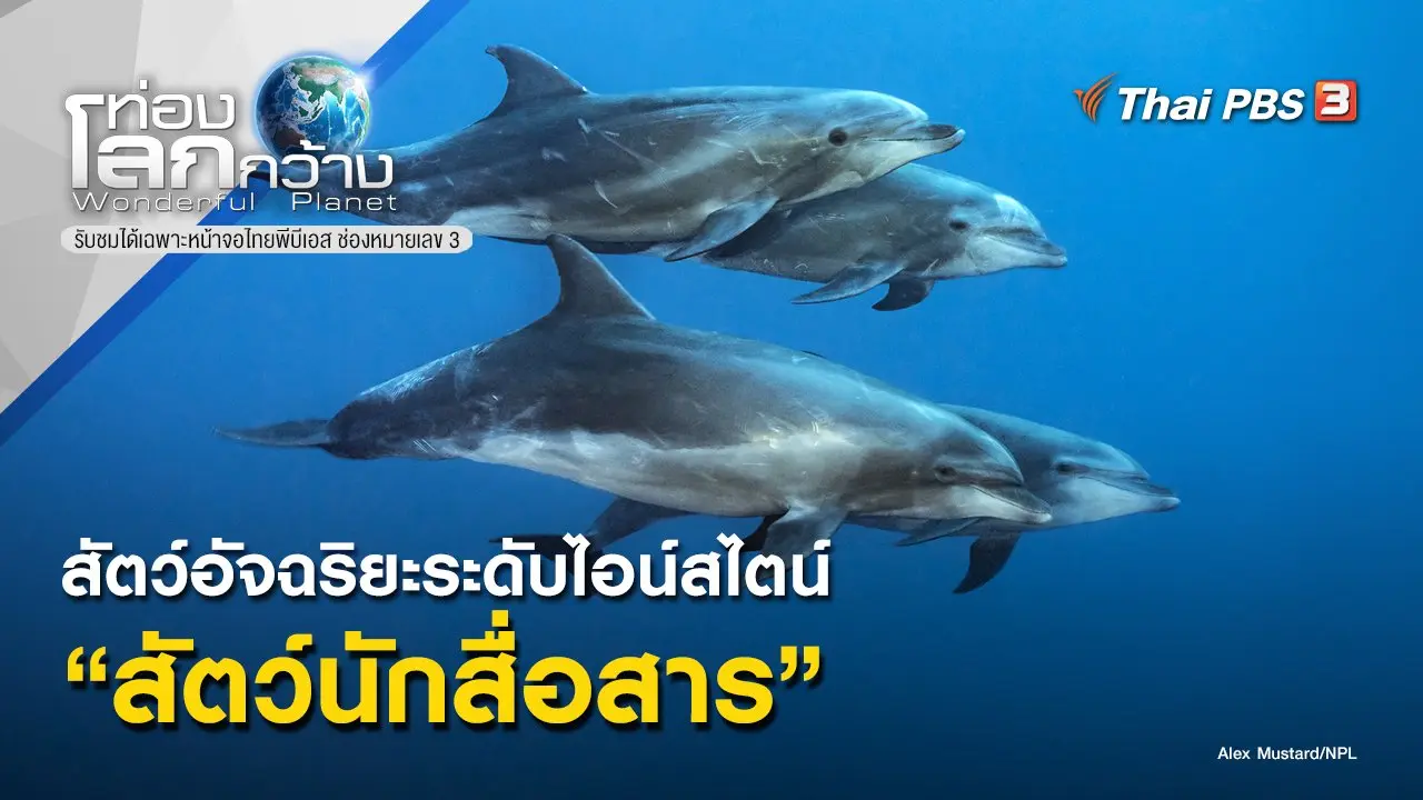 สัตว์อัจฉริยะระดับไอน์สไตน์ ตอน สัตว์นักสื่อสาร