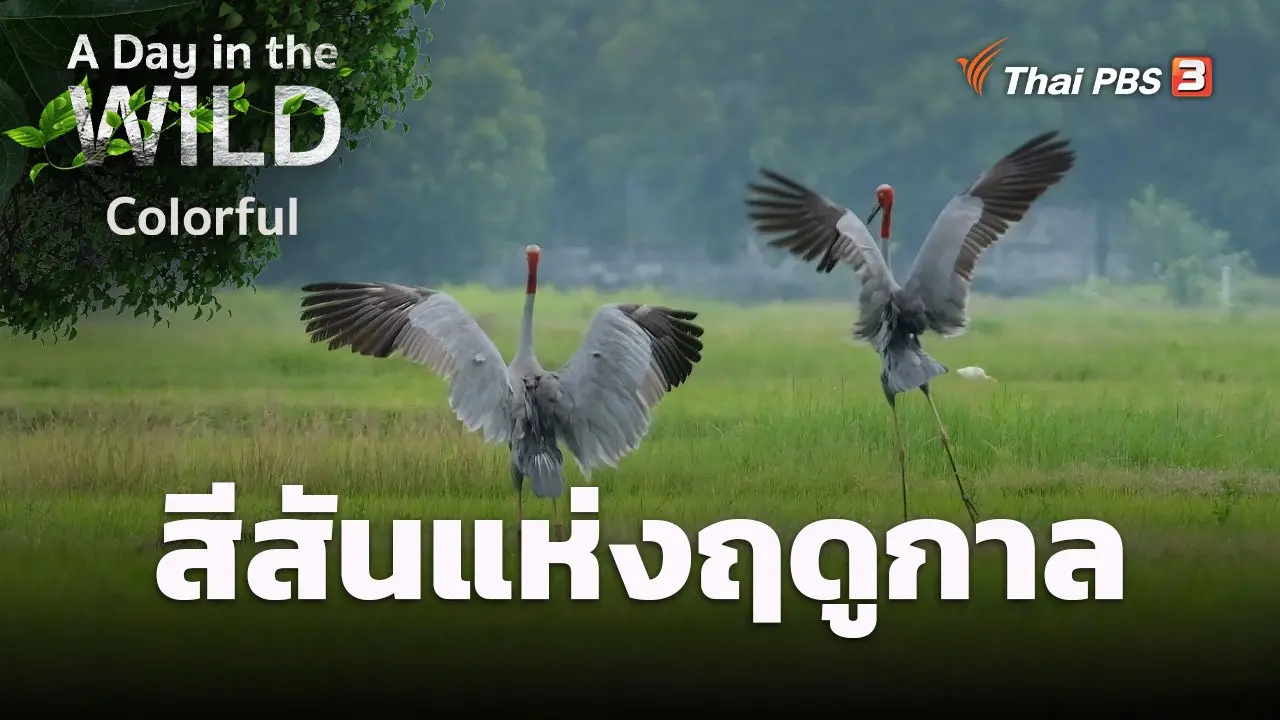 สีสันแห่งฤดูกาล