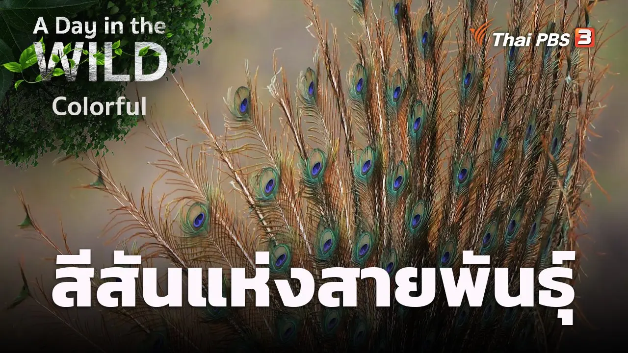 สีสันแห่งสายพันธุ์