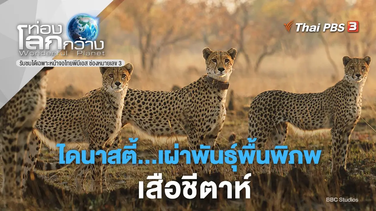 ไดนาสตี้...เผ่าพันธุ์พื้นพิภพ ภาค 2 ตอน เสือชีตาห์