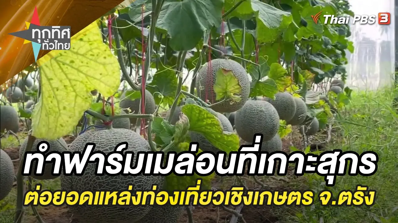 ทำฟาร์มเมล่อนที่เกาะสุกร ต่อยอดแหล่งท่องเที่ยวเชิงเกษตร จ.ตรัง
