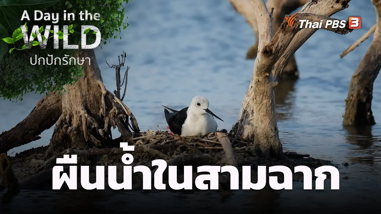 ผืนน้ำในสามฉาก