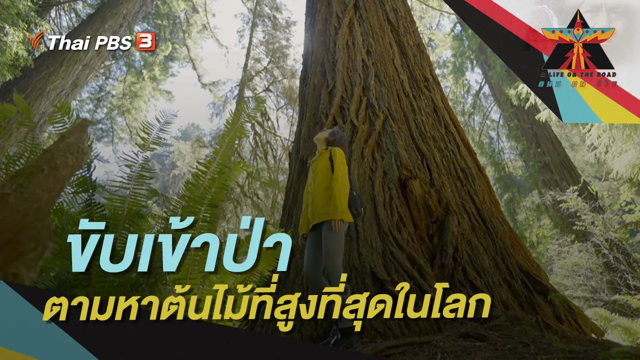 ขับเข้าป่า ตามหาต้นไม้ที่สูงที่สุดในโลก