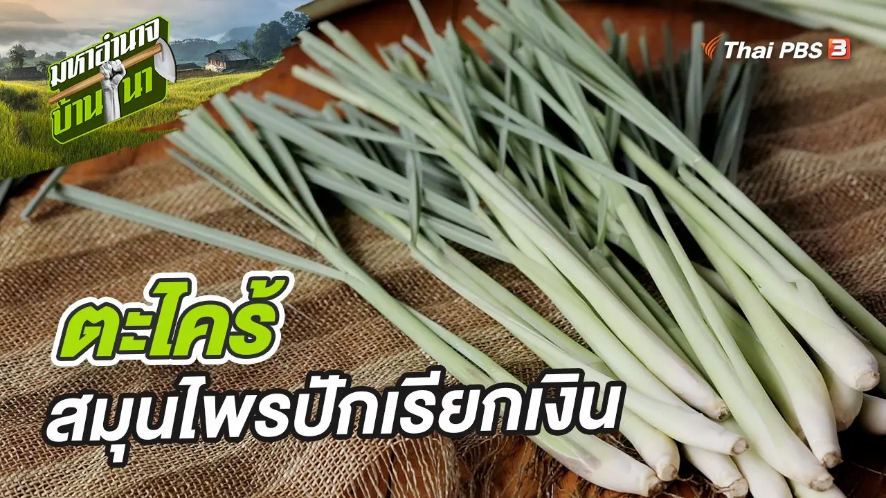 ตะไคร้ สมุนไพรปักเรียกเงิน