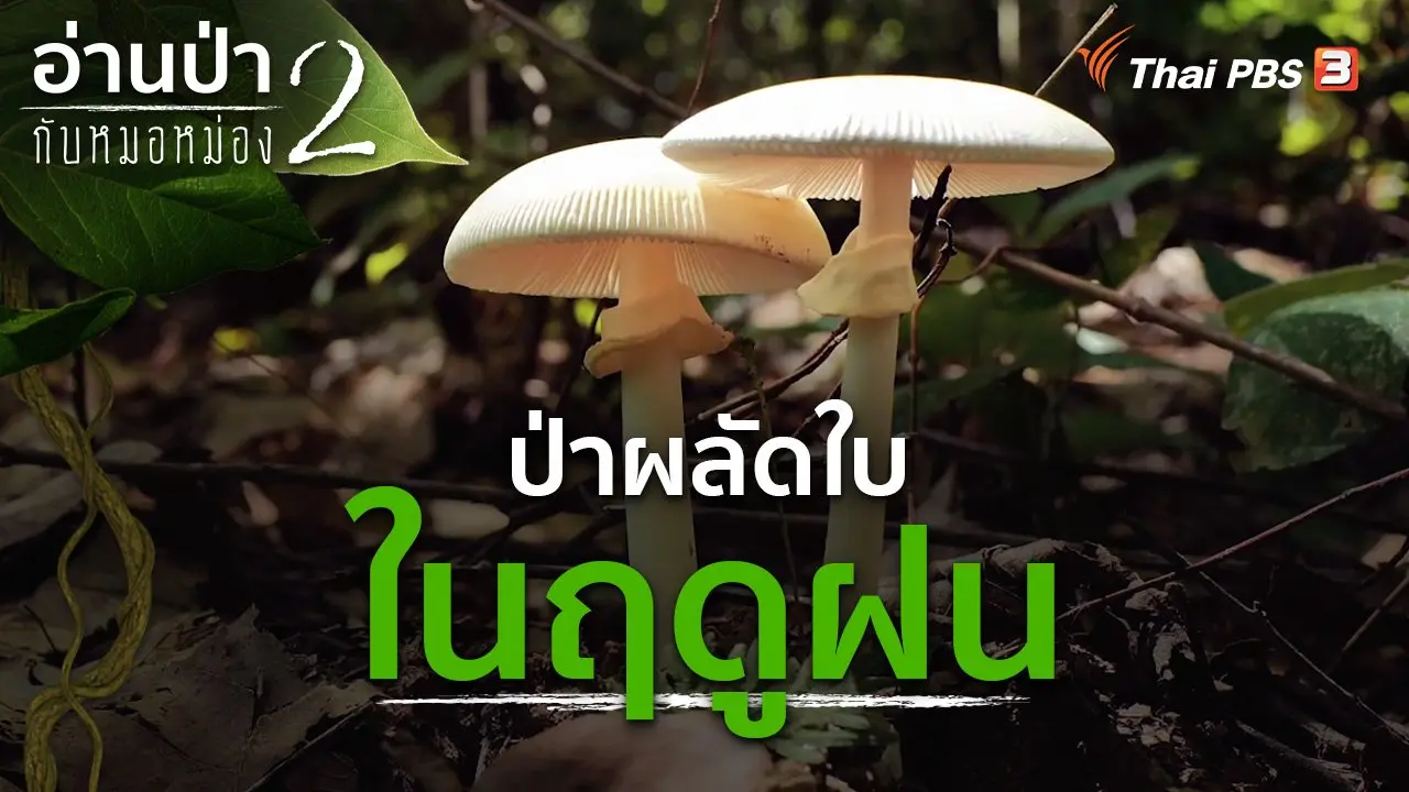 ป่าผลัดใบในฤดูฝน