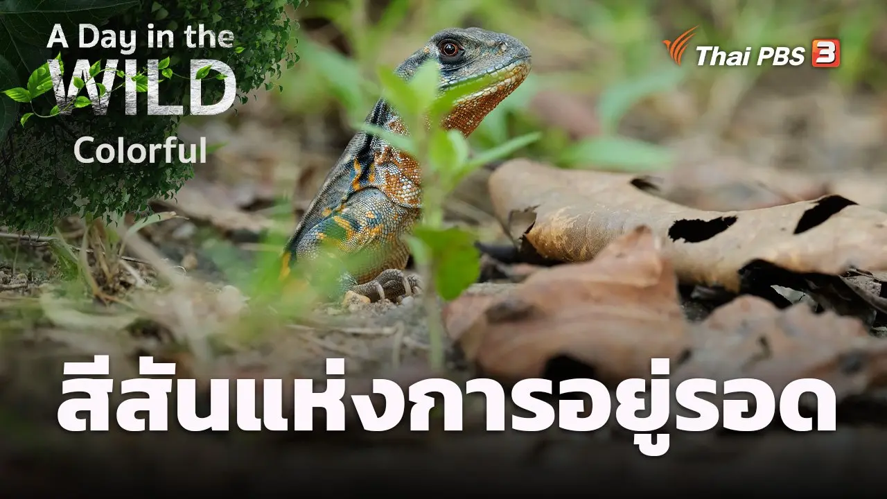 สีสันแห่งการอยู่รอด