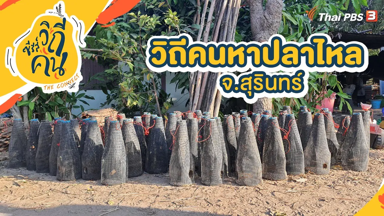 วิถีคนหาปลาไหล จ.สุรินทร์
