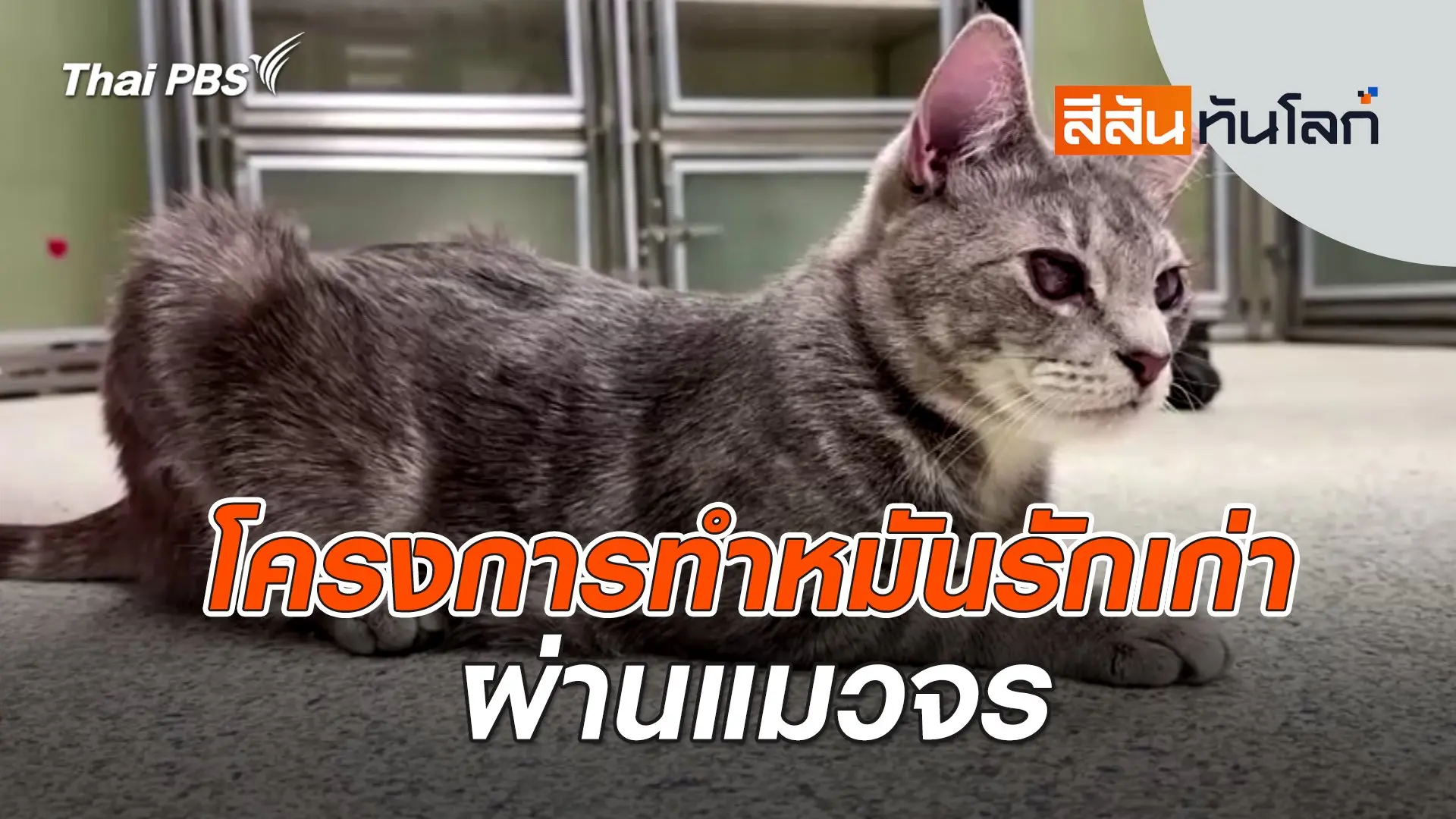 โครงการทำหมันรักเก่าผ่านแมวจร  | สีสันทันโลก | 10 ก.พ. 67