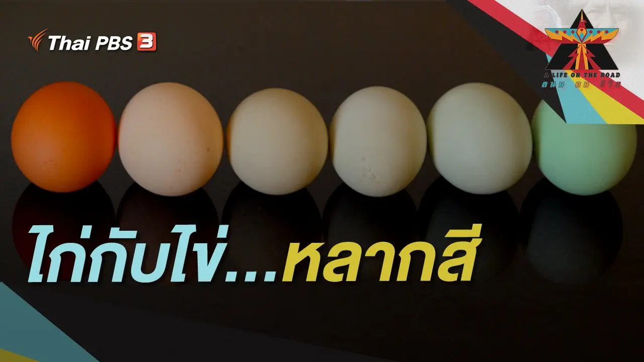 ไก่กับไข่...หลากสี