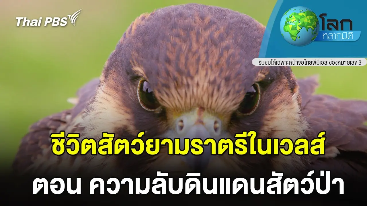 ชีวิตสัตว์ยามราตรีในเวลส์ ตอน ความลับดินแดนสัตว์ป่า