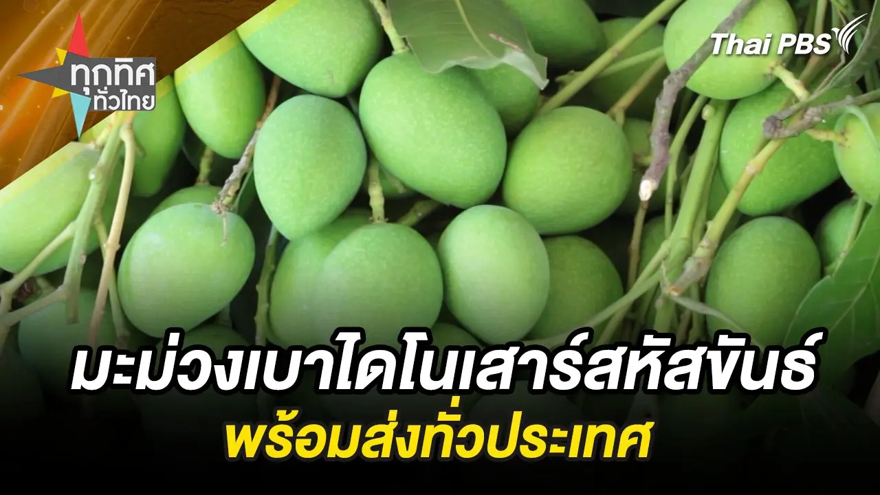 มะม่วงเบาไดโนเสาร์สหัสขันธ์พร้อมส่งทั่วประเทศ