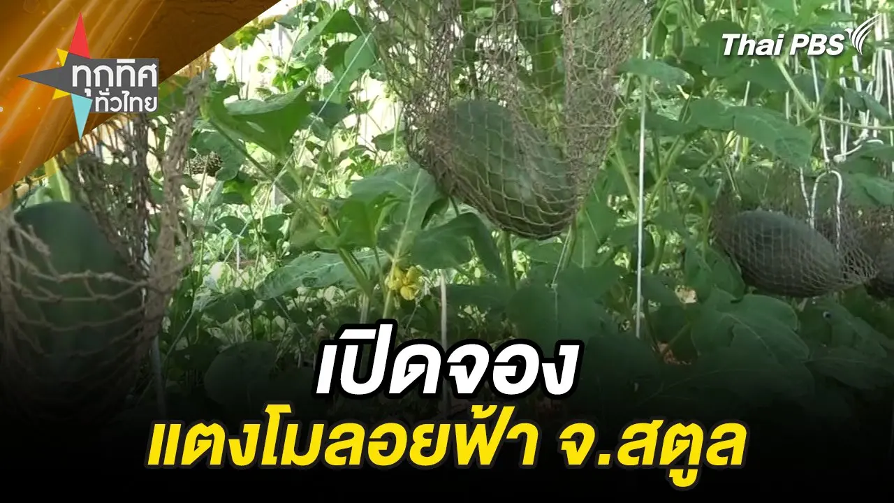 เปิดจองแตงโมลอยฟ้า จ.สตูล
