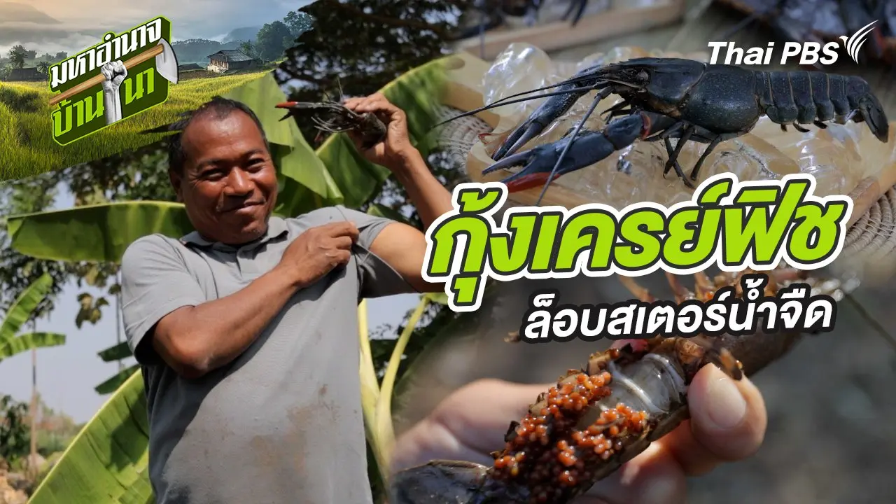 กุ้งเครย์ฟิช ล็อบสเตอร์น้ำจืด