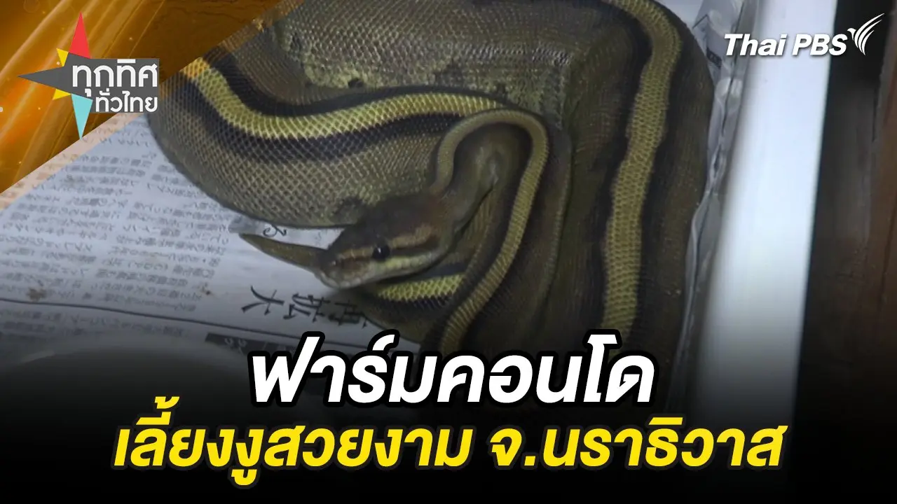 ฟาร์มคอนโดเลี้ยงงูสวยงาม จ.นราธิวาส