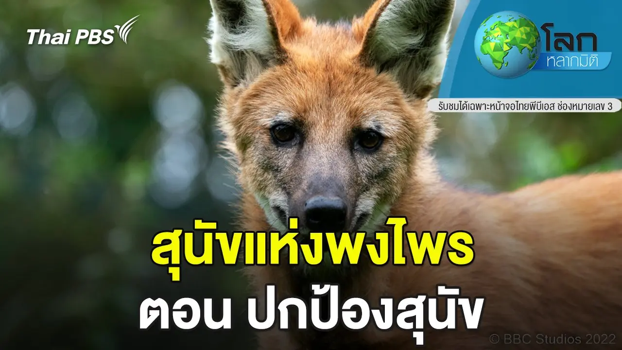 สุนัขแห่งพงไพร ตอน ปกป้องสุนัข