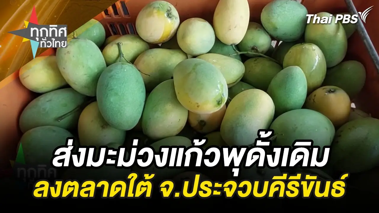 ส่งมะม่วงแก้วพุดั้งเดิมลงตลาดใต้ จ.ประจวบคีรีขันธ์