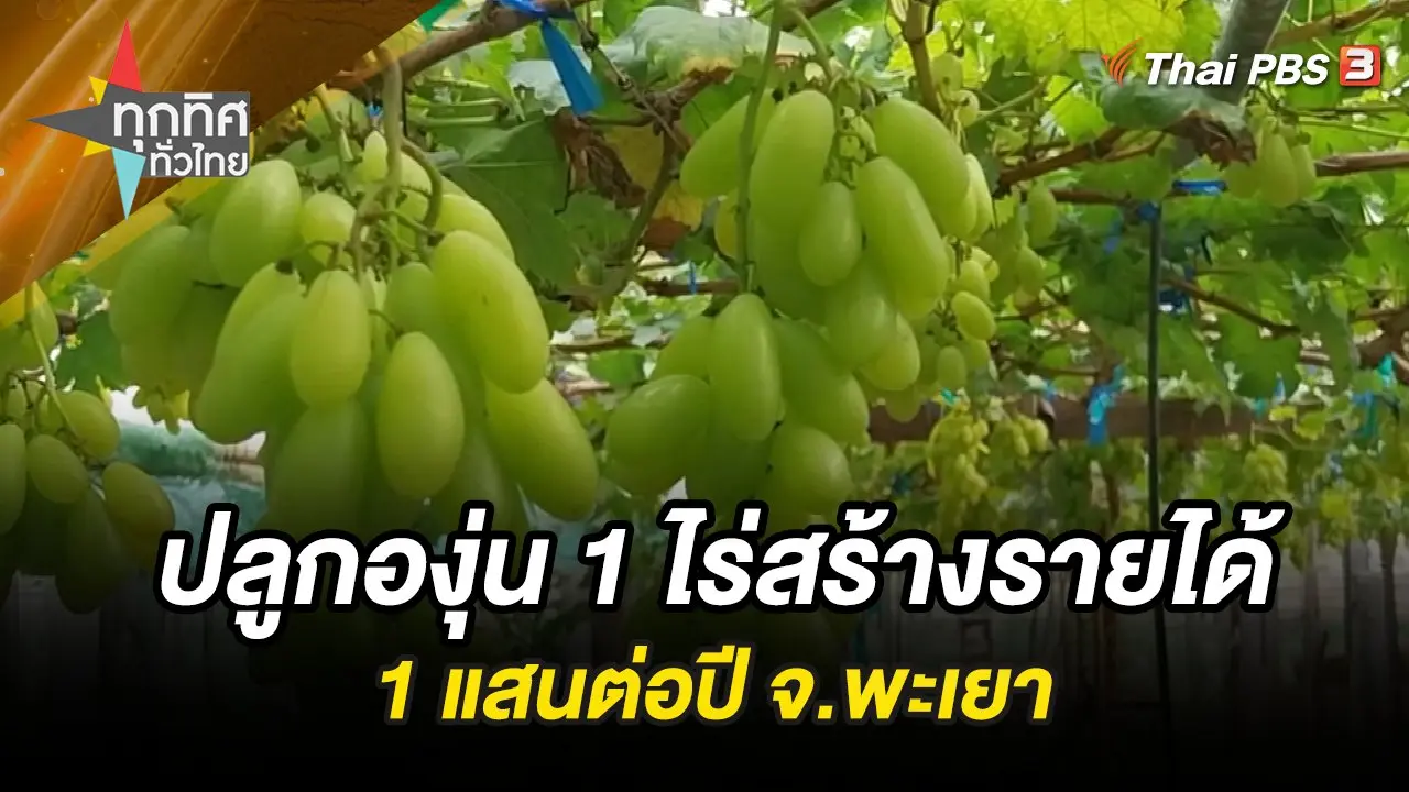 ปลูกองุ่น 1 ไร่สร้างรายได้ 1 แสนต่อปี จ.พะเยา