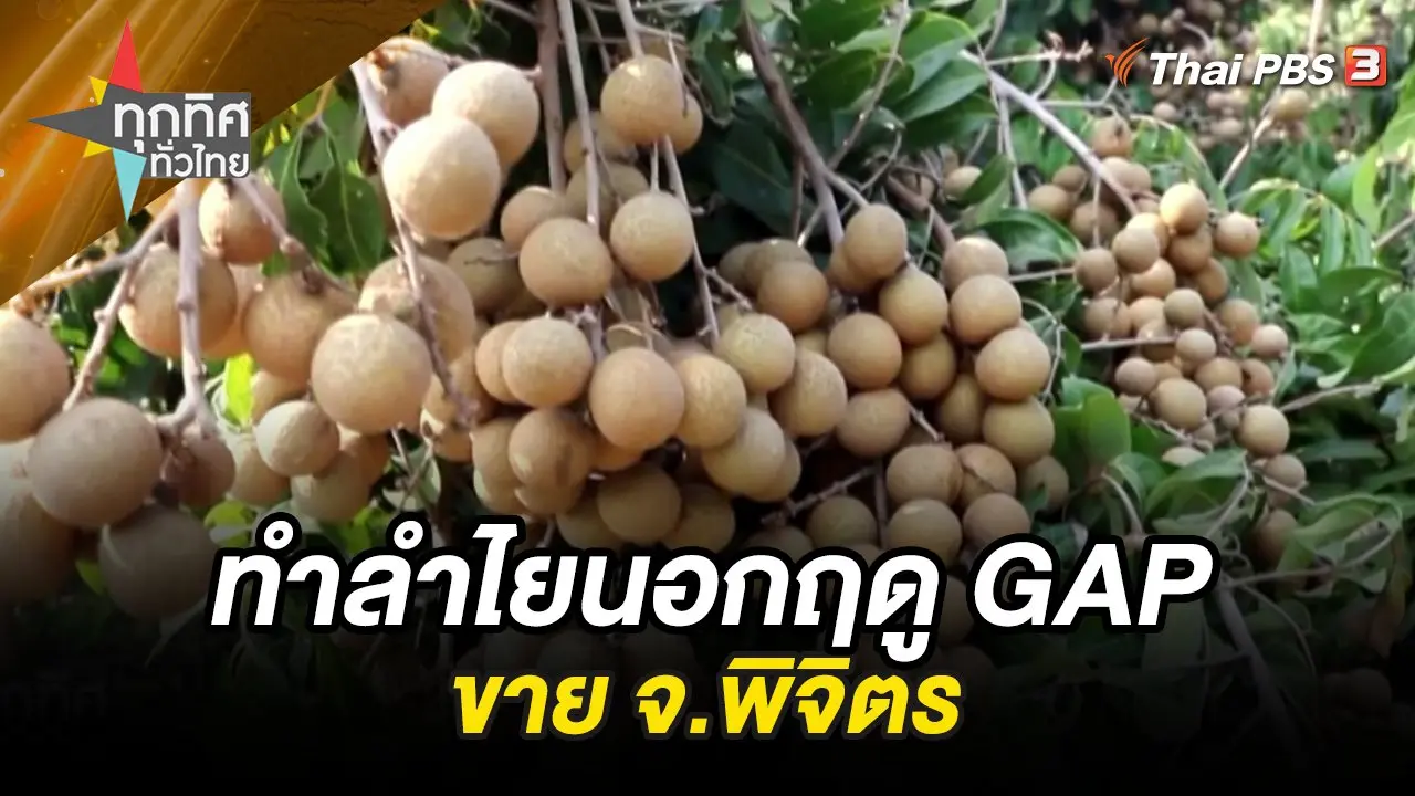 ทำลำไยนอกฤดู GAP ขาย จ.พิจิตร
