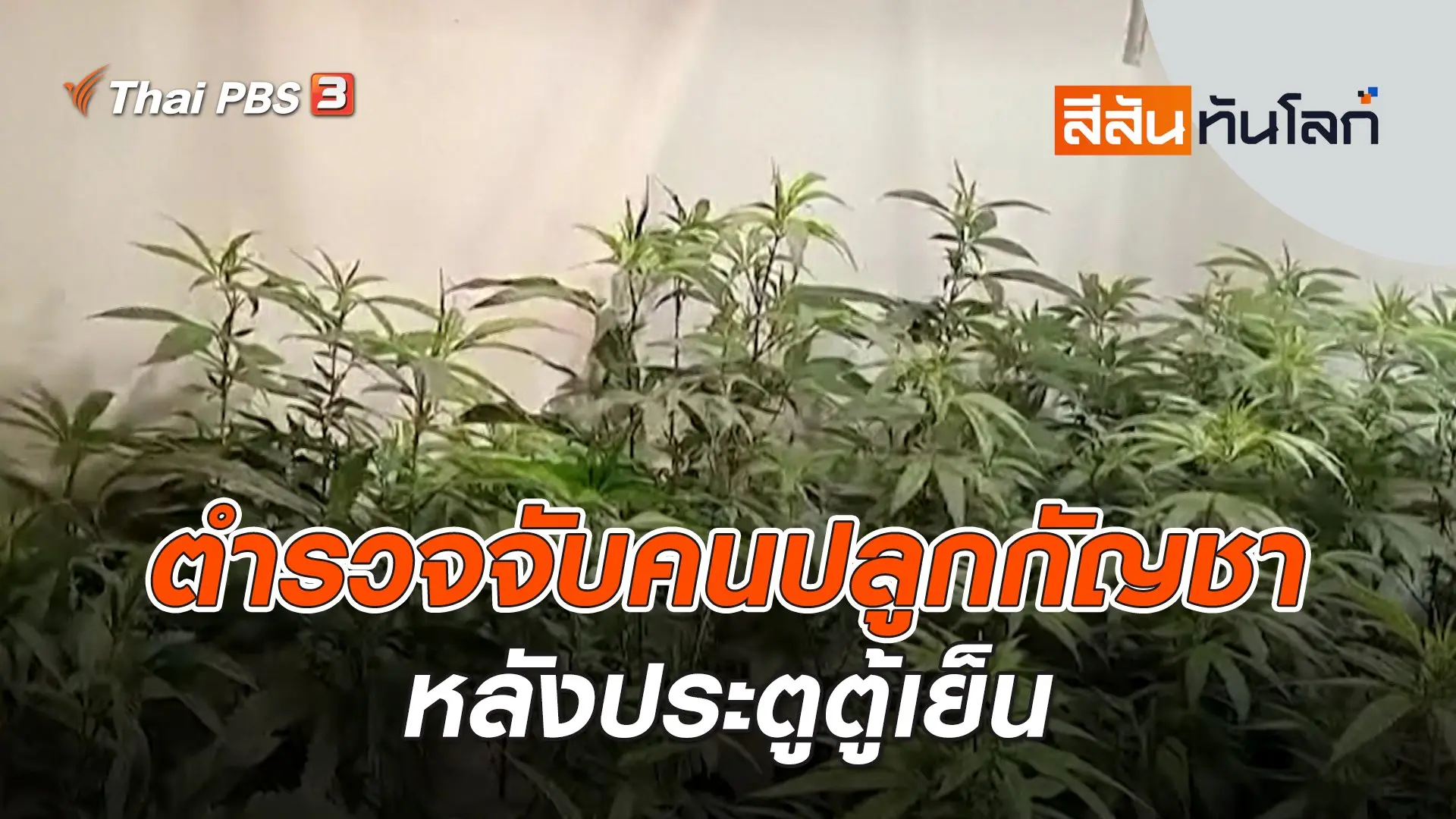 สีสันทันโลก