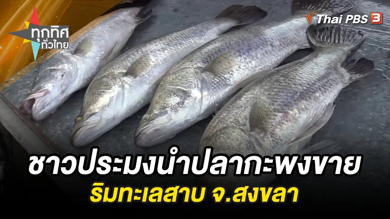 ชาวประมงนำปลากะพงขายริมทะเลสาบ จ.สงขลา
