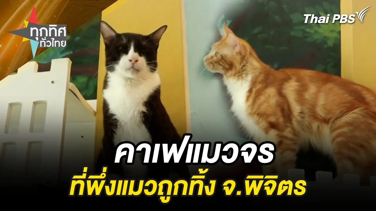 คาเฟแมวจรที่พึ่งแมวถูกทิ้ง จ.พิจิตร