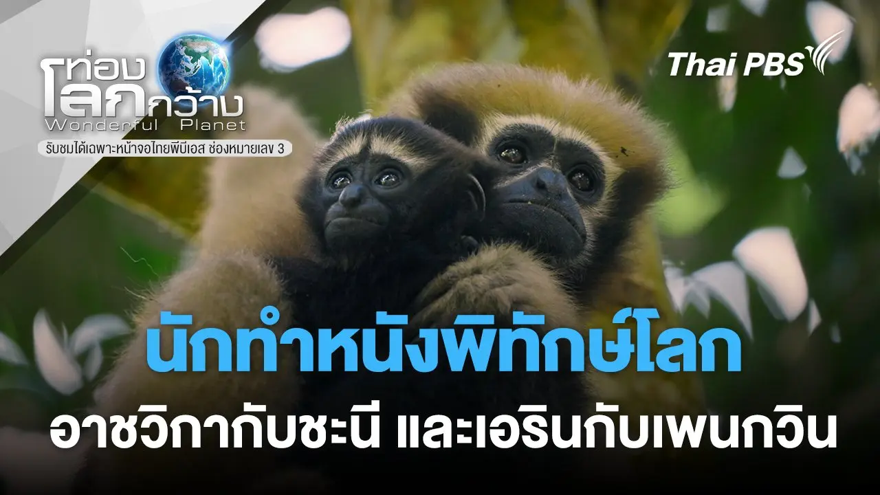 นักทำหนังพิทักษ์โลก ตอน อาชวิกากับชะนี และเอรินกับเพนกวิน