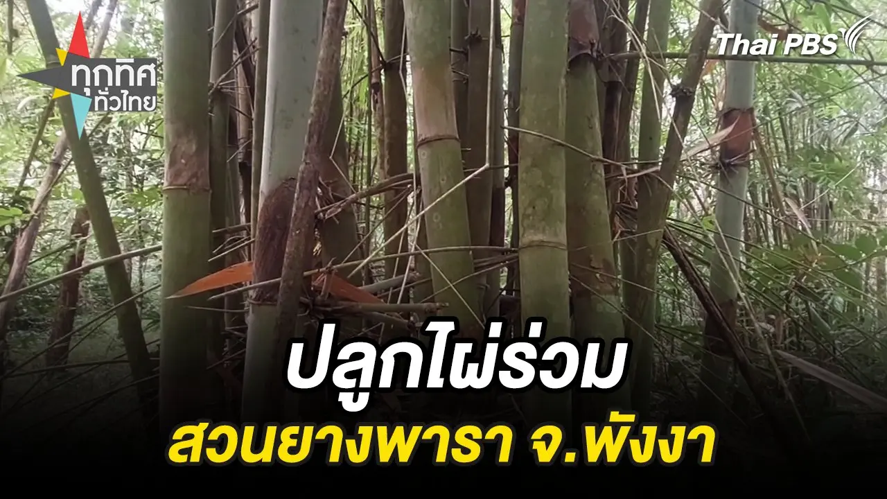 ปลูกไผ่ร่วมสวนยางพารา จ.พังงา
