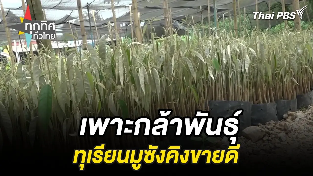 เพาะกล้าพันธุ์ทุเรียนมูซังคิงขายดี จ.ยะลา