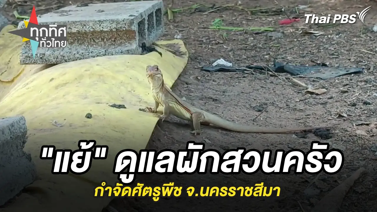 "แย้" ดูแลผักสวนครัวกำจัดศัตรูพืช จ.นครราชสีมา