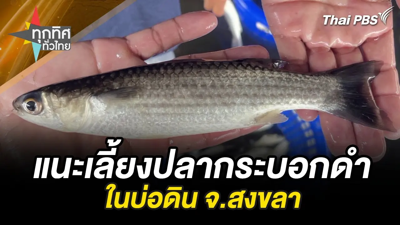 แนะเลี้ยงปลากระบอกดำในบ่อดิน จ.สงขลา