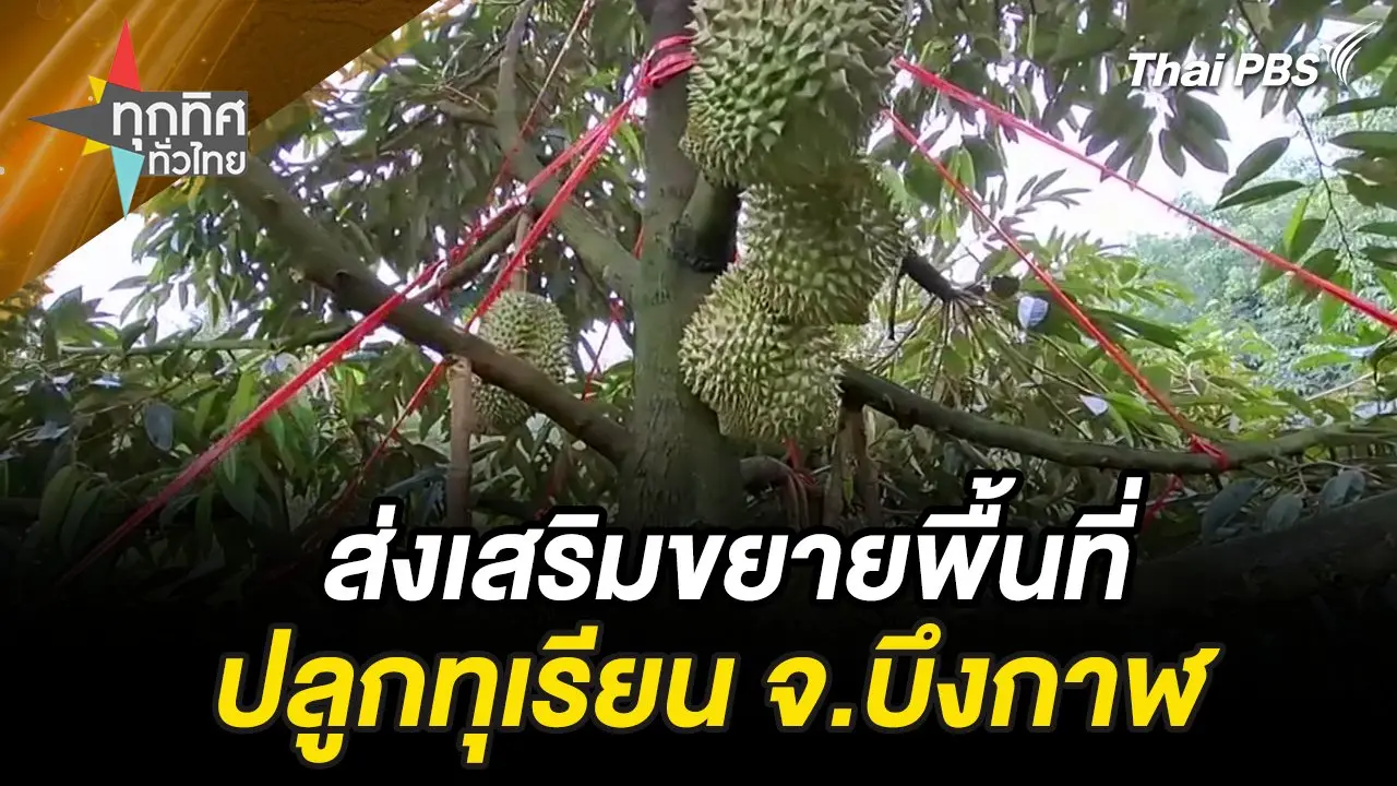 ส่งเสริมขยายพื้นที่ปลูกทุเรียน จ.บึงกาฬ