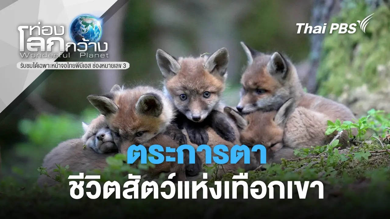 ตระการตาชีวิตสัตว์แห่งเทือกเขา