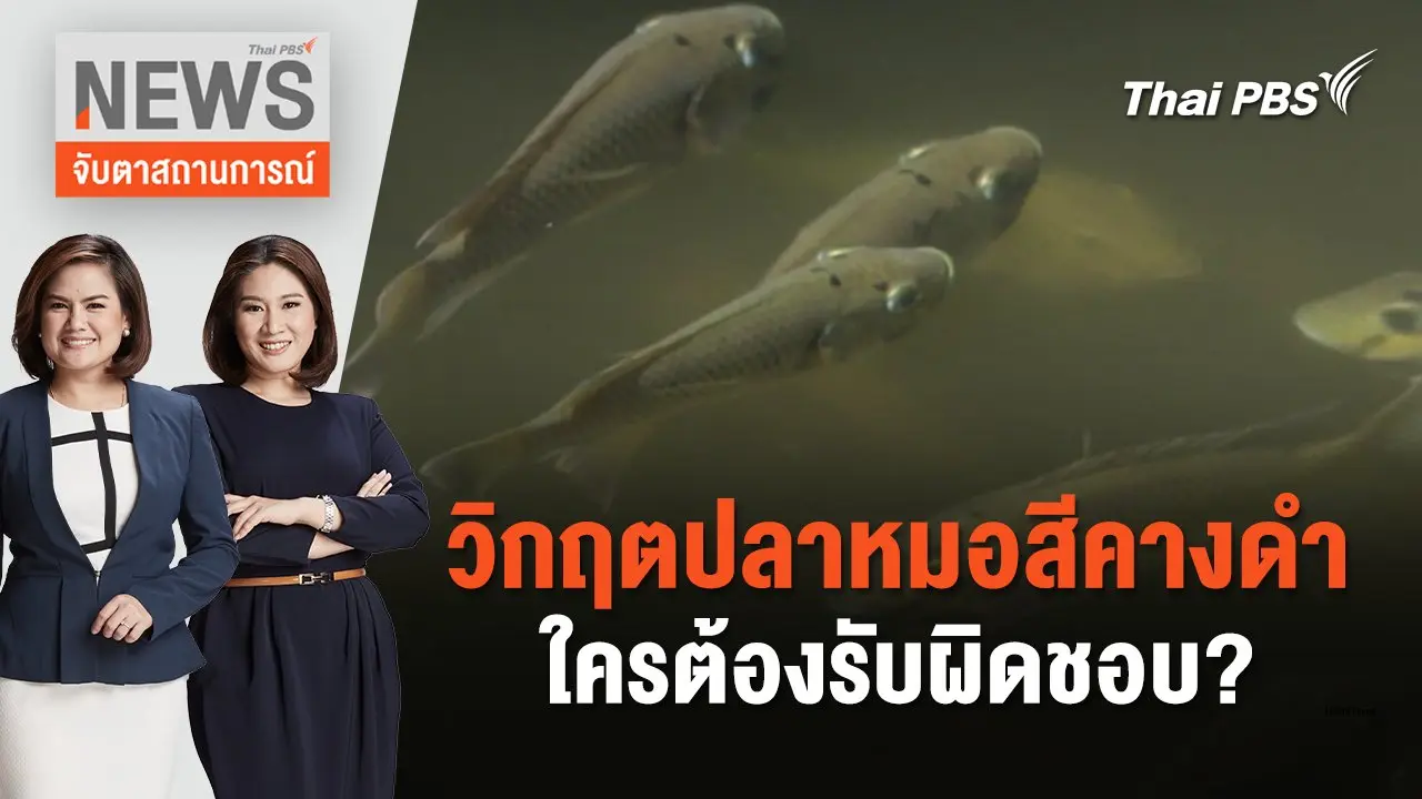 วิกฤตปลาหมอสีคางดำ ใครต้องรับผิดชอบ? | จับตาสถานการณ์ | 5 ก.ค. 67