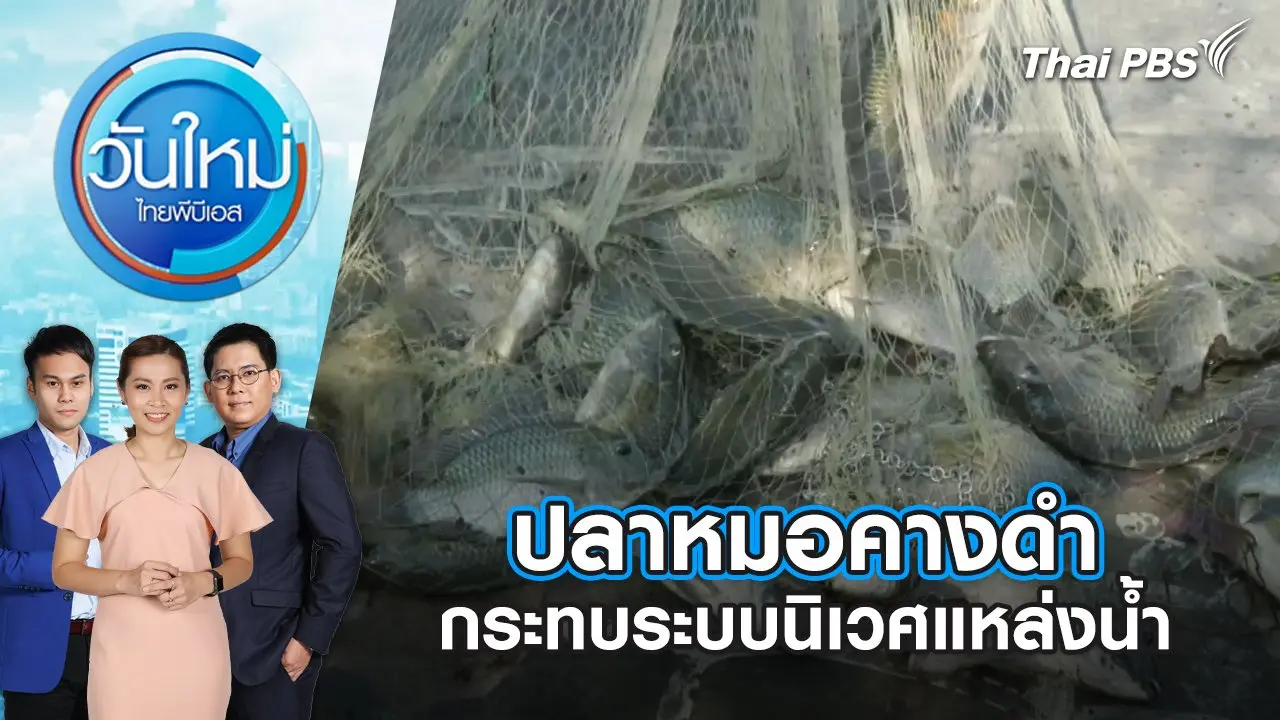 ปลาหมอคางดำ กระทบระบบนิเวศแหล่งน้ำ | วันใหม่ ไทยพีบีเอส | 9 ก.ค. 67