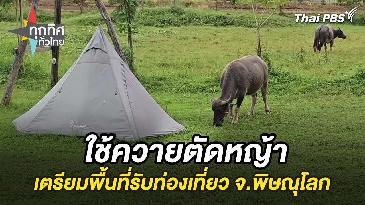 ใช้ควายตัดหญ้าเตรียมพื้นที่รับท่องเที่ยว จ.พิษณุโลก