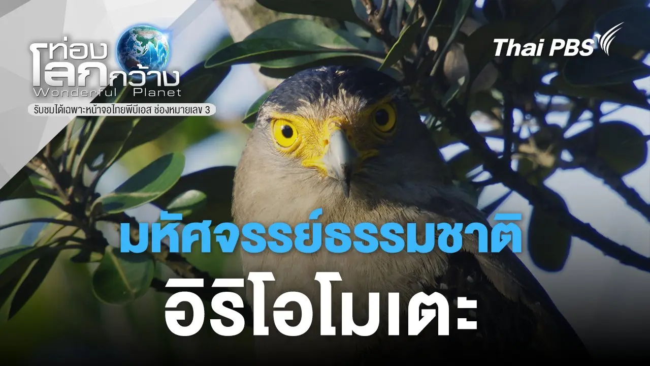 มหัศจรรย์ธรรมชาติอิริโอโมเตะ