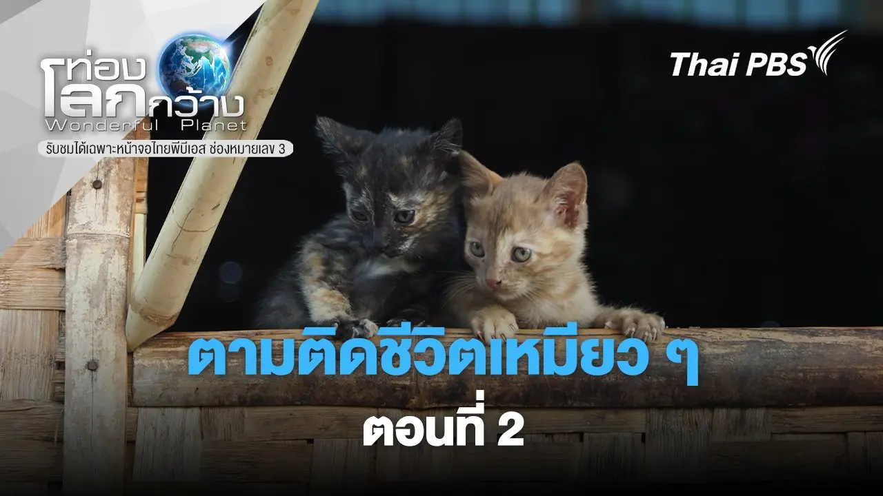 ตามติดชีวิตเหมียว ๆ ตอนที่ 2