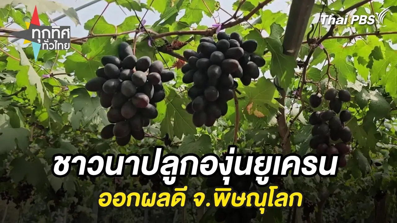 ชาวนาปลูกองุ่นยูเครนออกผลดี จ.พิษณุโลก