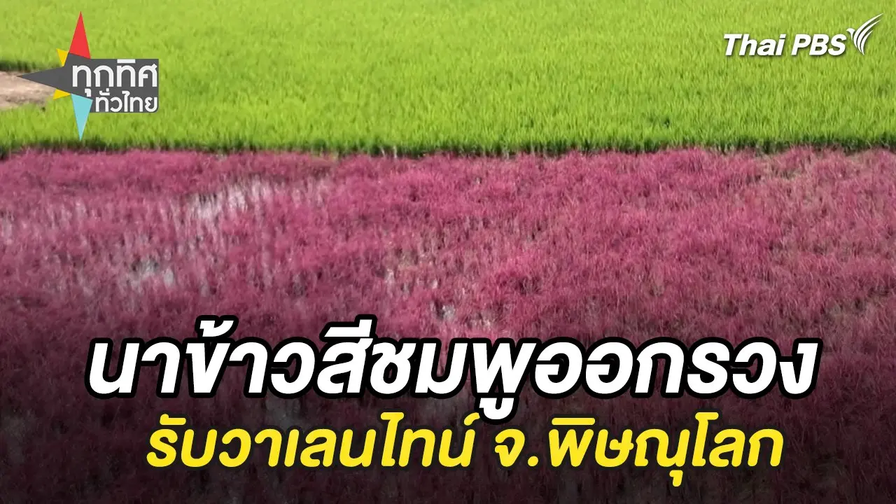 นาข้าวสีชมพูออกรวงรับวาเลนไทน์ จ.พิษณุโลก