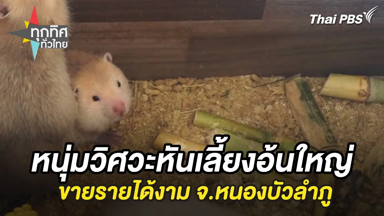 หนุ่มวิศวะหันเลี้ยงอ้นใหญ่ขายรายได้งาม จ.หนองบัวลำภู