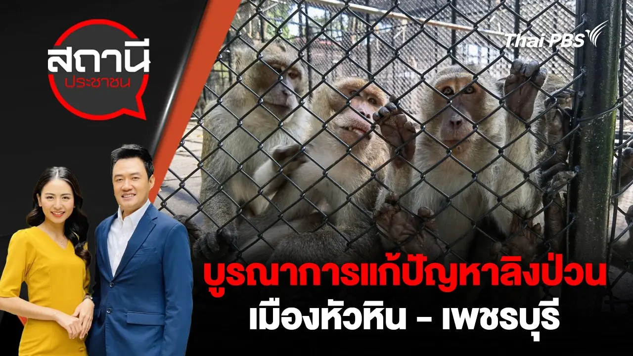 บูรณาการแก้ปัญหาลิงป่วนเมืองหัวหิน - เพชรบุรี