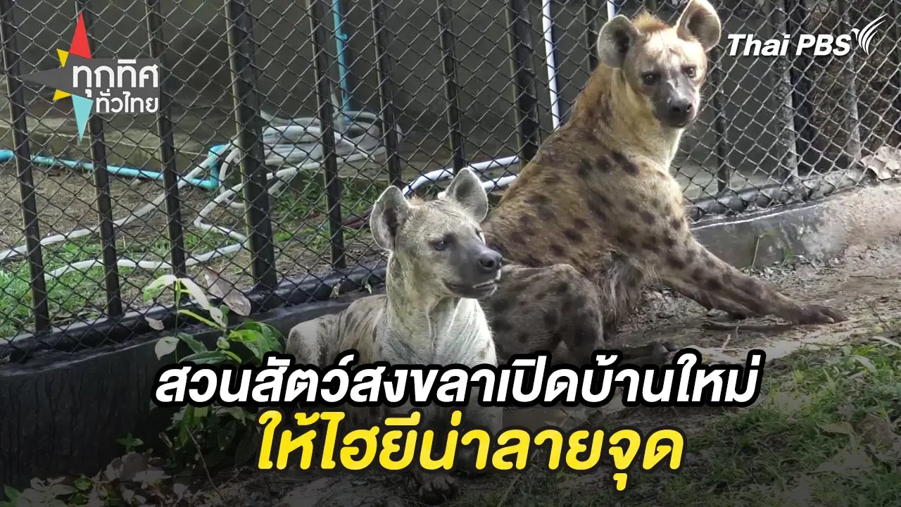 สวนสัตว์สงขลาเปิดบ้านใหม่ให้ไฮยีน่าลายจุด