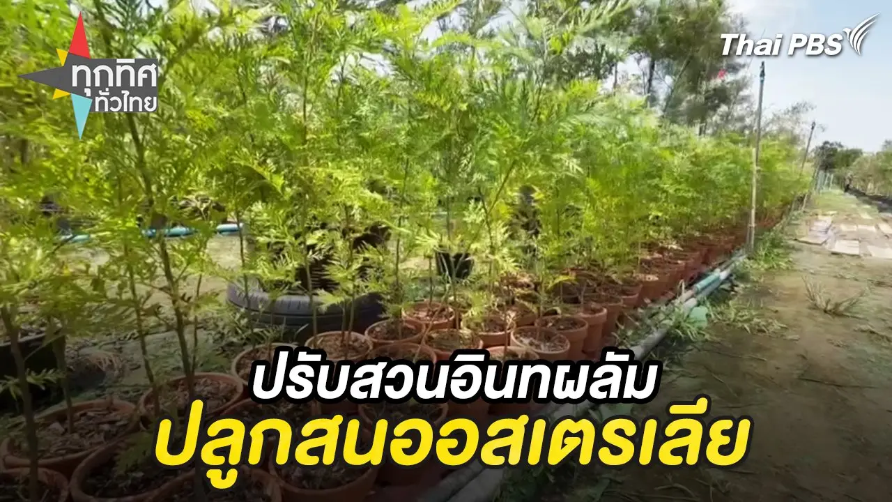 ปรับสวนอินทผลัมปลูกสนออสเตรเลีย จ.อ่างทอง