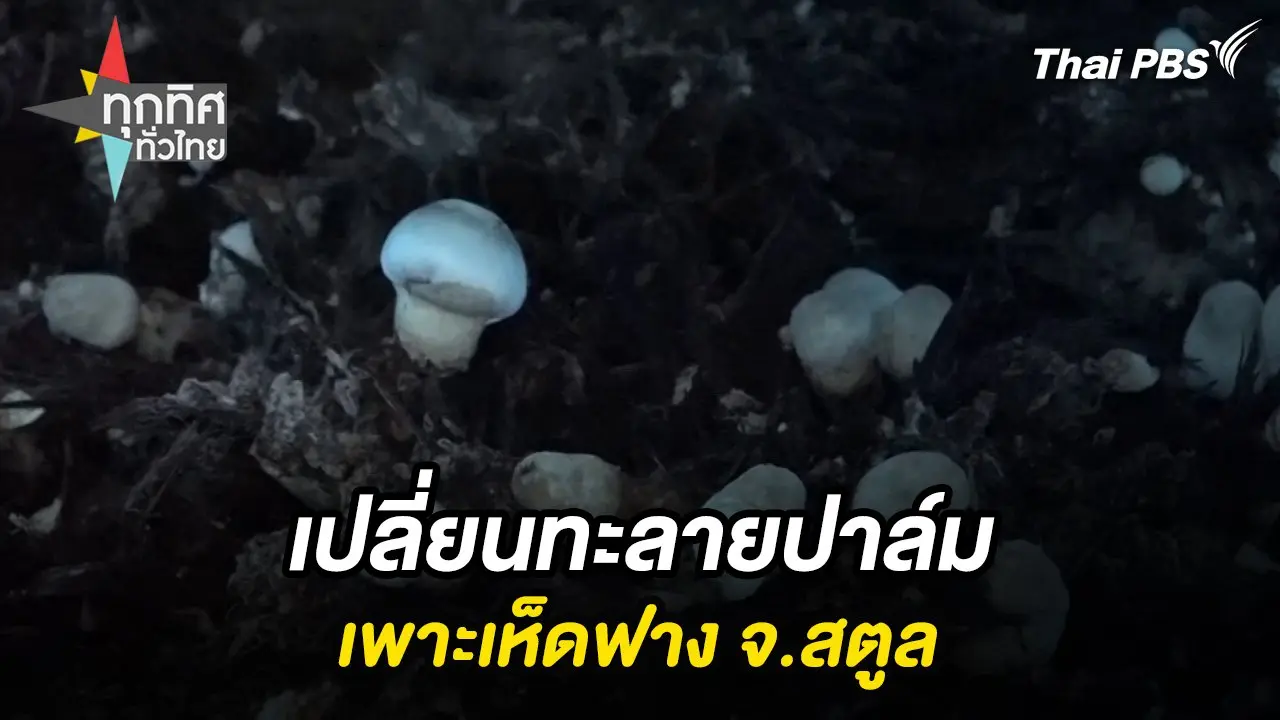 เปลี่ยนทะลายปาล์มเพาะเห็ดฟาง จ.สตูล