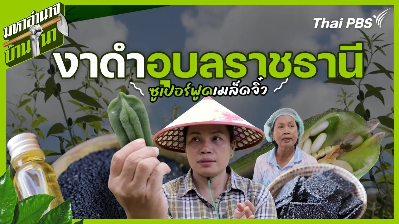 งาดำอุบลราชธานี ซูเปอร์ฟูดเมล็ดจิ๋ว